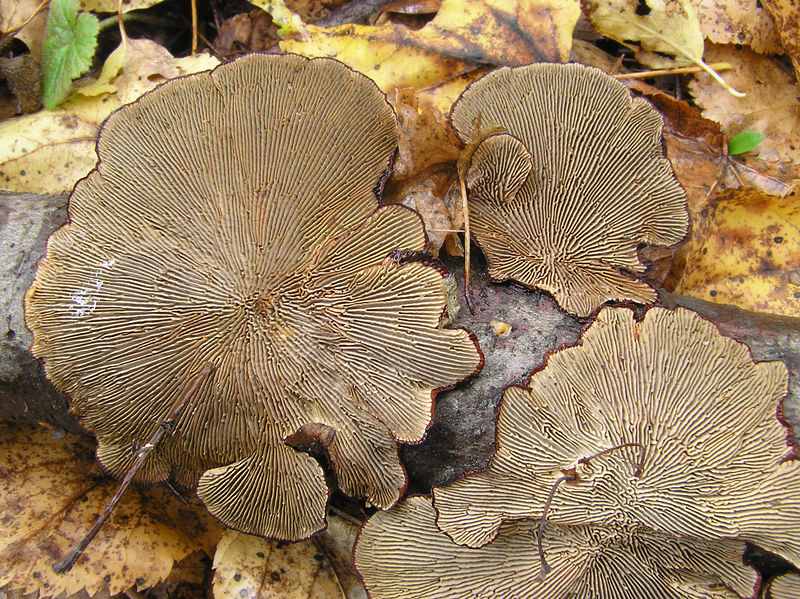 Daedaleopsis tricolor